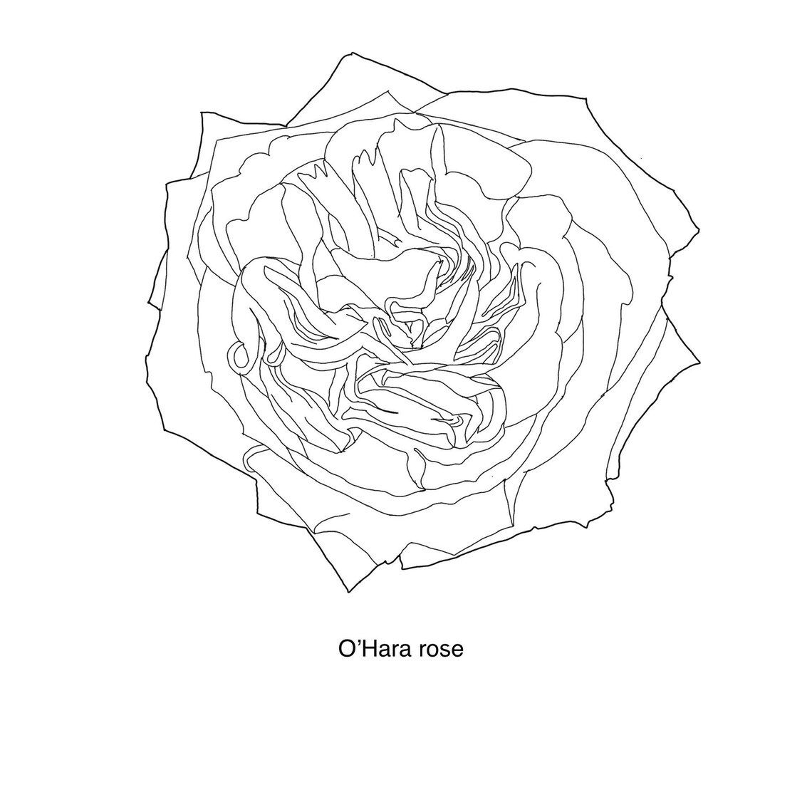 Rose Flower Procreate Stamps - Outline and Filled Rose Stamp Brushes ...