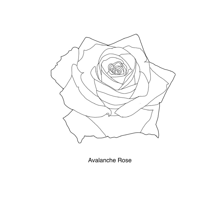 Rose Flower Procreate Stamps - Outline and Filled Rose Stamp Brushes ...