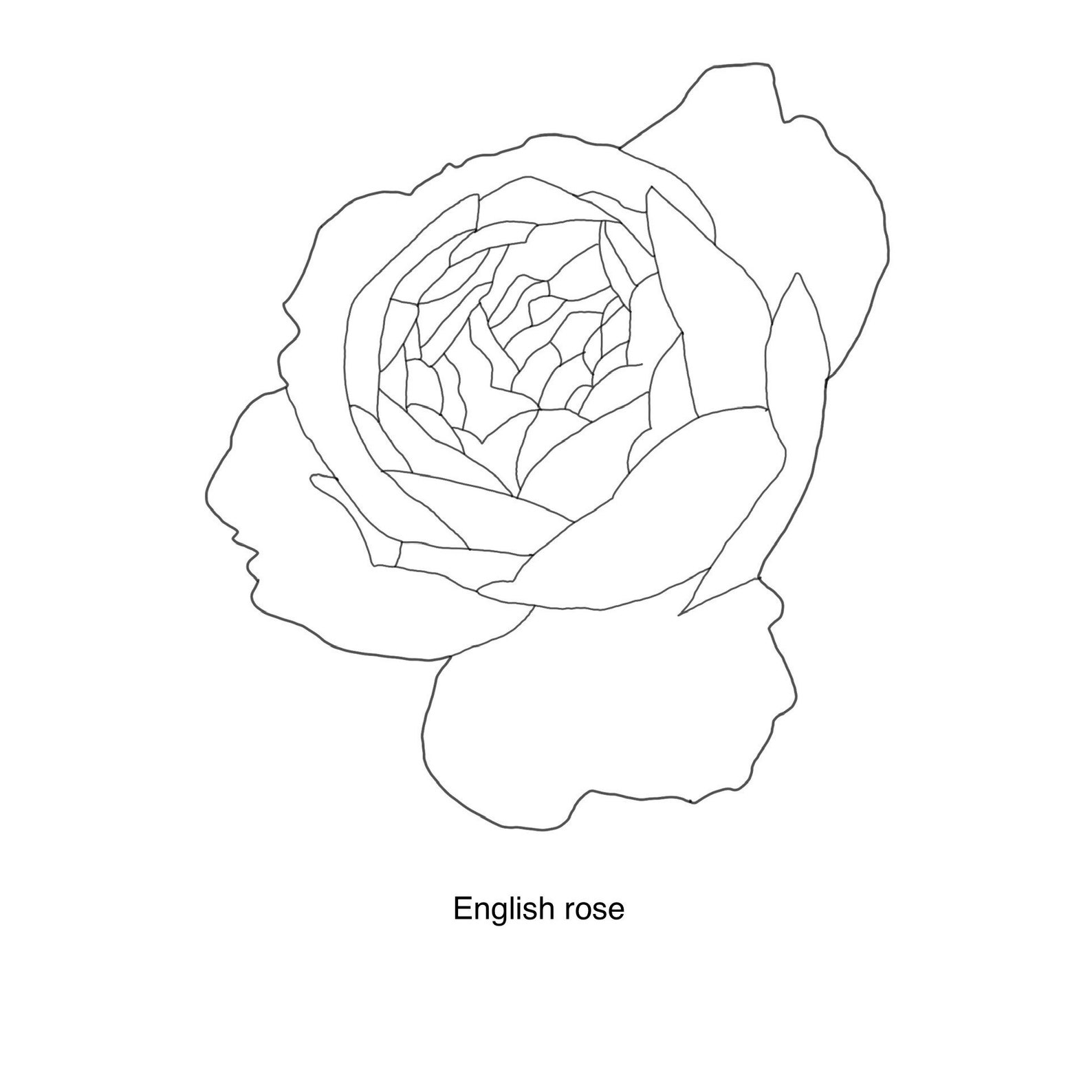 Rose Flower Procreate Stamps - Outline and Filled Rose Stamp Brushes ...