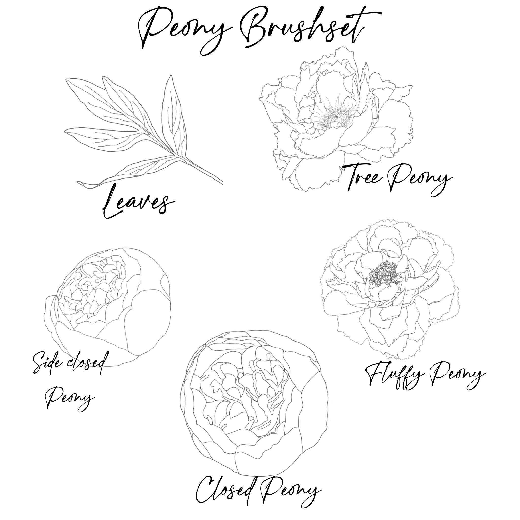 Peony Flower Procreate Stamps, Procreate Stamp Brushes, Stamps for ...