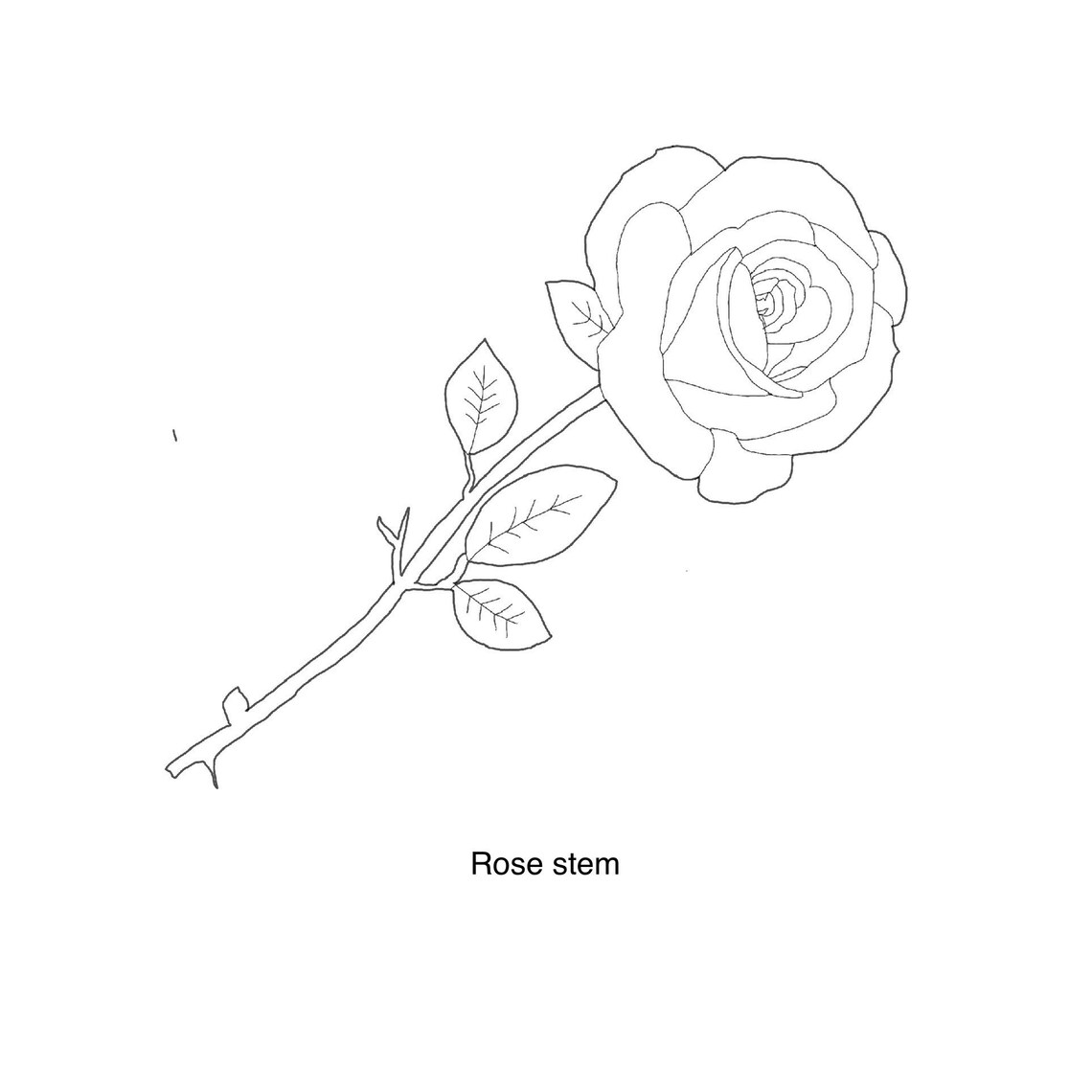Rose Flower Procreate Stamps - Outline and Filled Rose Stamp Brushes ...