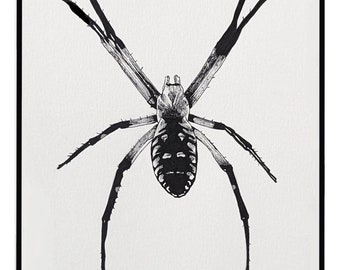 Yellow garden spider pen and ink print