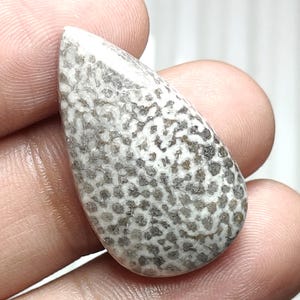 Cabochon di corallo fossile nero naturale, pietra preziosa di corallo fossile nero, pietra preziosa sfusa, pietra preziosa a forma di pera, pietra preziosa lucidata per gioielli