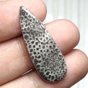 Cabochon di corallo fossile nero naturale, pietra preziosa di corallo fossile nero, pietra preziosa sfusa, pietra preziosa a forma di pera, pietra preziosa lucidata per gioielli
