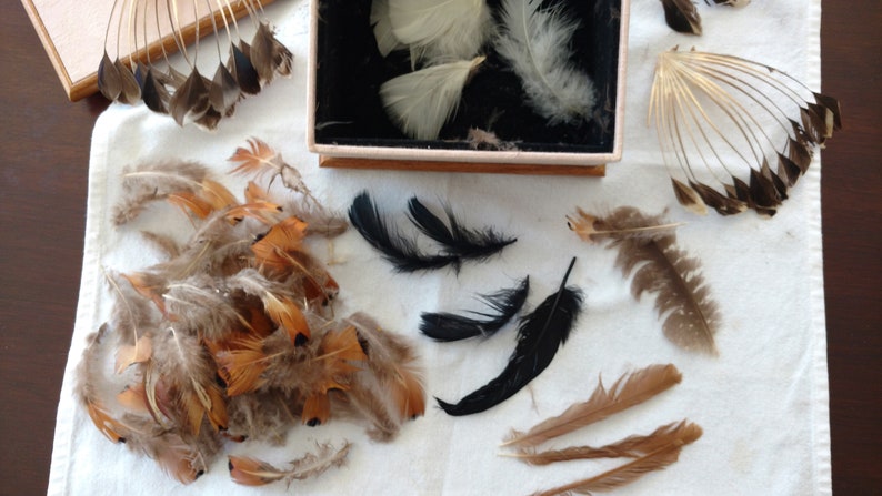 Feathers in a Wooden Box Feathers in a Wooden Box