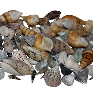 50 pcs shells MIX decorative shells craft shells shell beach decoration snail decoration shell mix Capiz snails sea shells craft