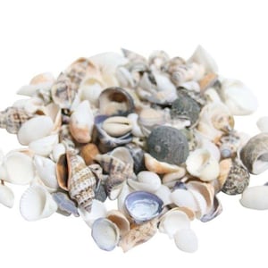 Op de afbeelding: Een verzameling diverse zeeschelpen in verschillende vormen, maten en texturen. De hoop bevat gladde witte tweekleppige schelpen, spiraalvormige schelpen met bruine patronen, donkergrijze ronde schelpen en kleine bruine kauri-schelpjes.