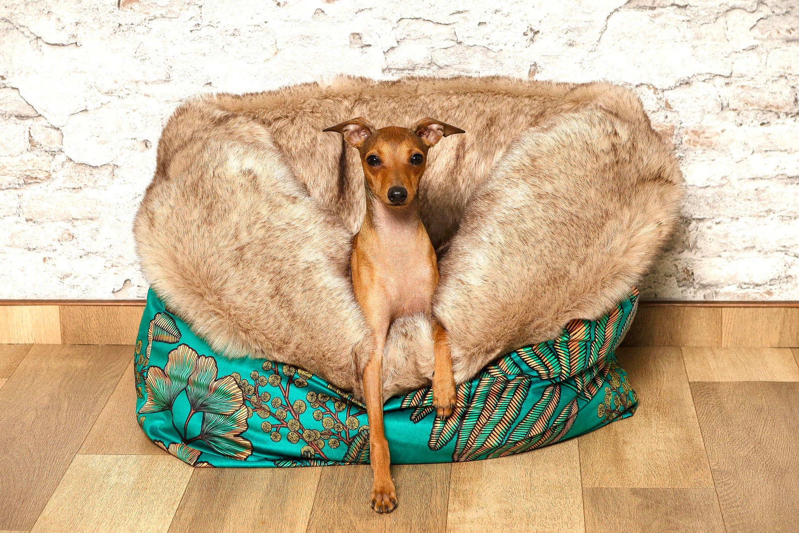 Dog peeking out a dog cave beda