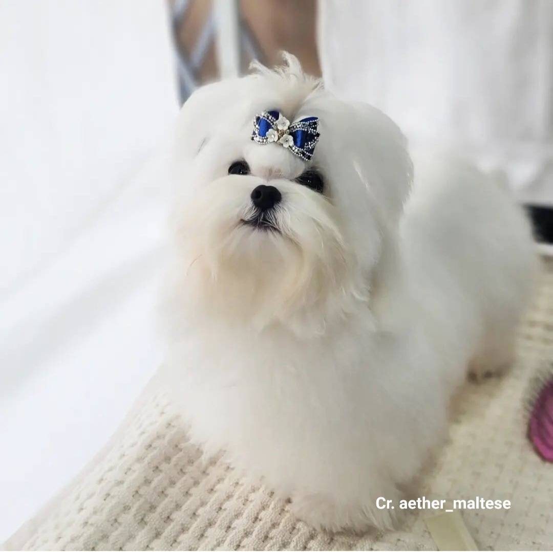 Exclusive Top Knot Dog Bows. Show Bow for Dog. Etsy