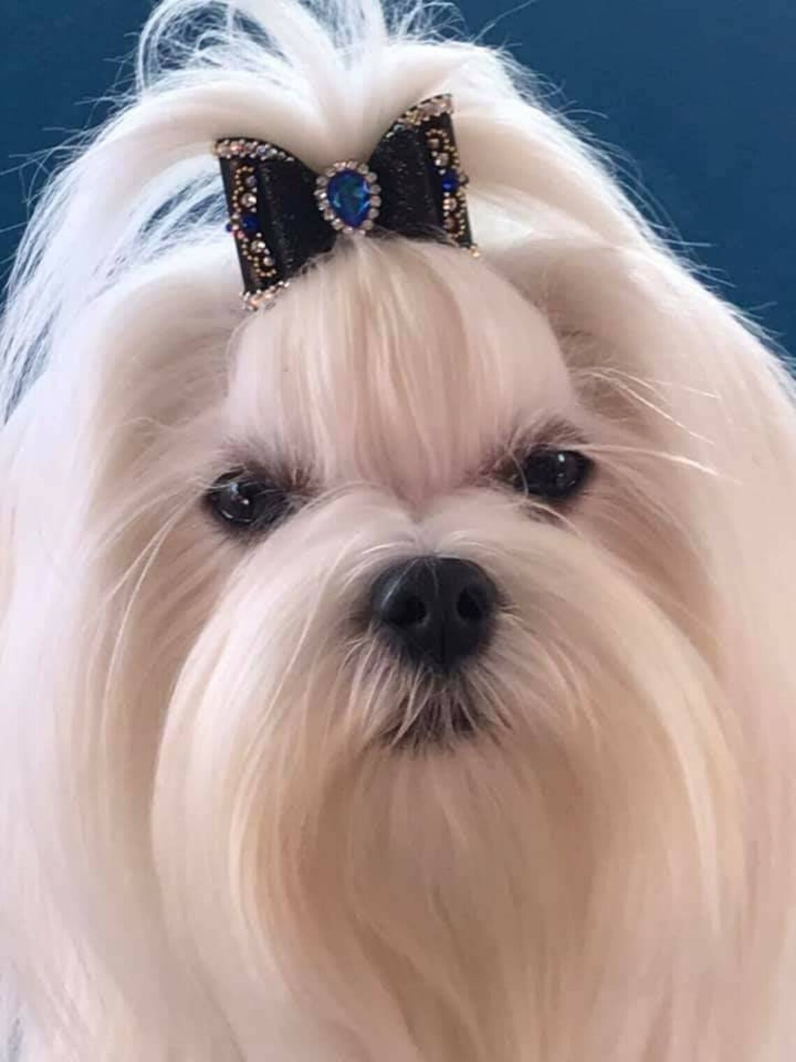 Vintage dog bows. Top knot dog bows. Show bows. Show bow. Etsy