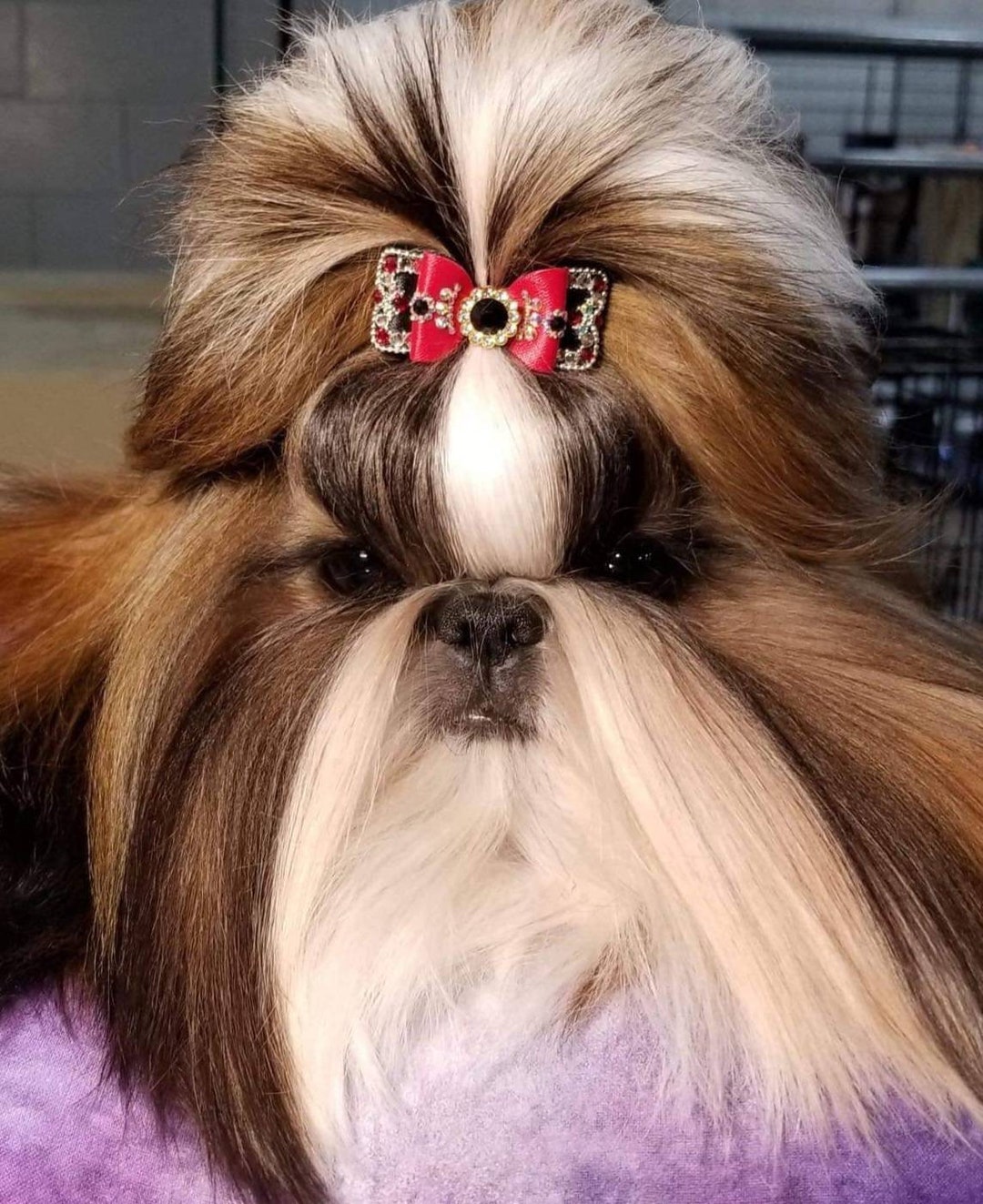 Vintage Top Knot Show Show Bow for Dog Hair Bow