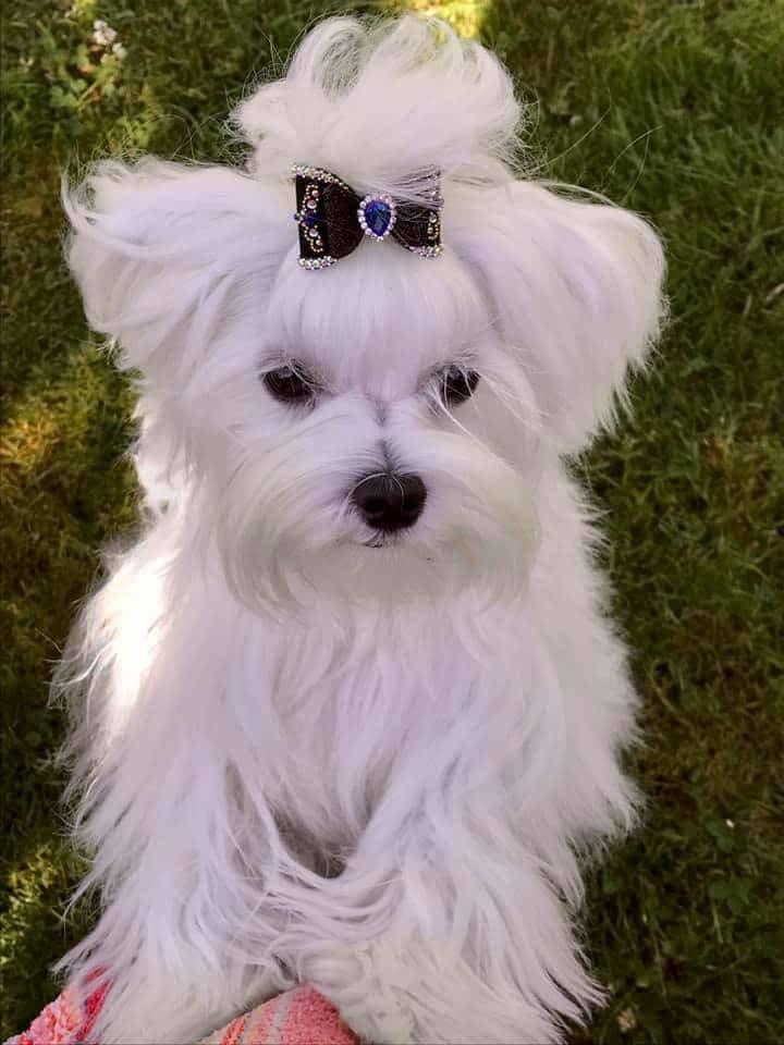 Vintage dog bows. Top knot dog bows. Show bows. Show bow. Etsy