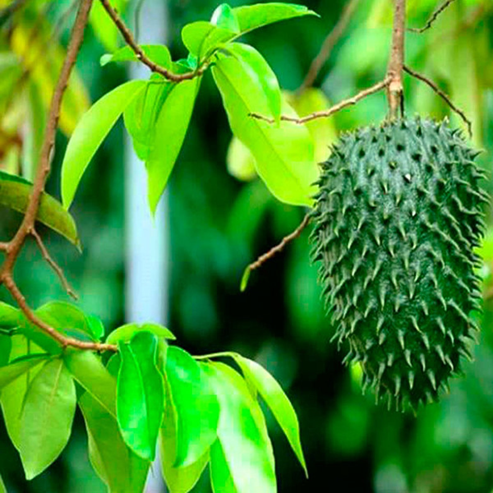 Soursop Leaf Powder Superfine Cut 100 Pure Organic Etsy Soursop Leaf Powder Superfine Cut 100 Pure Organic Etsy