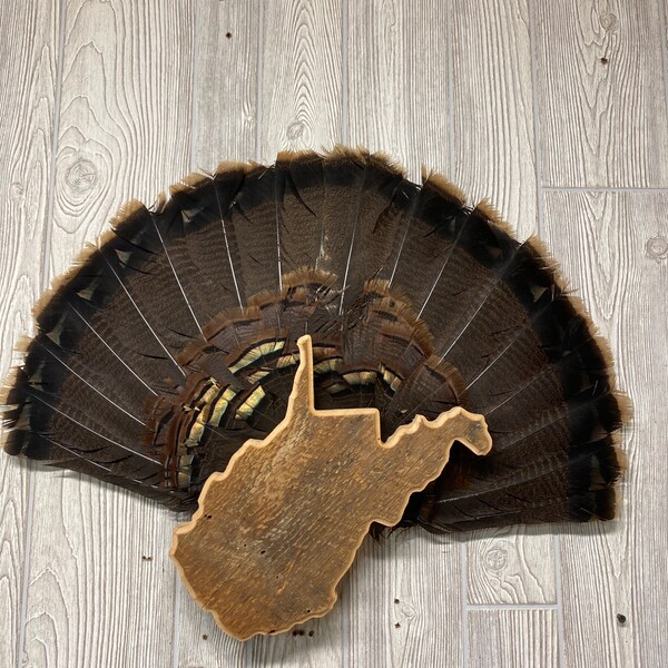 Turkey Fan Mount Virginia Etsy