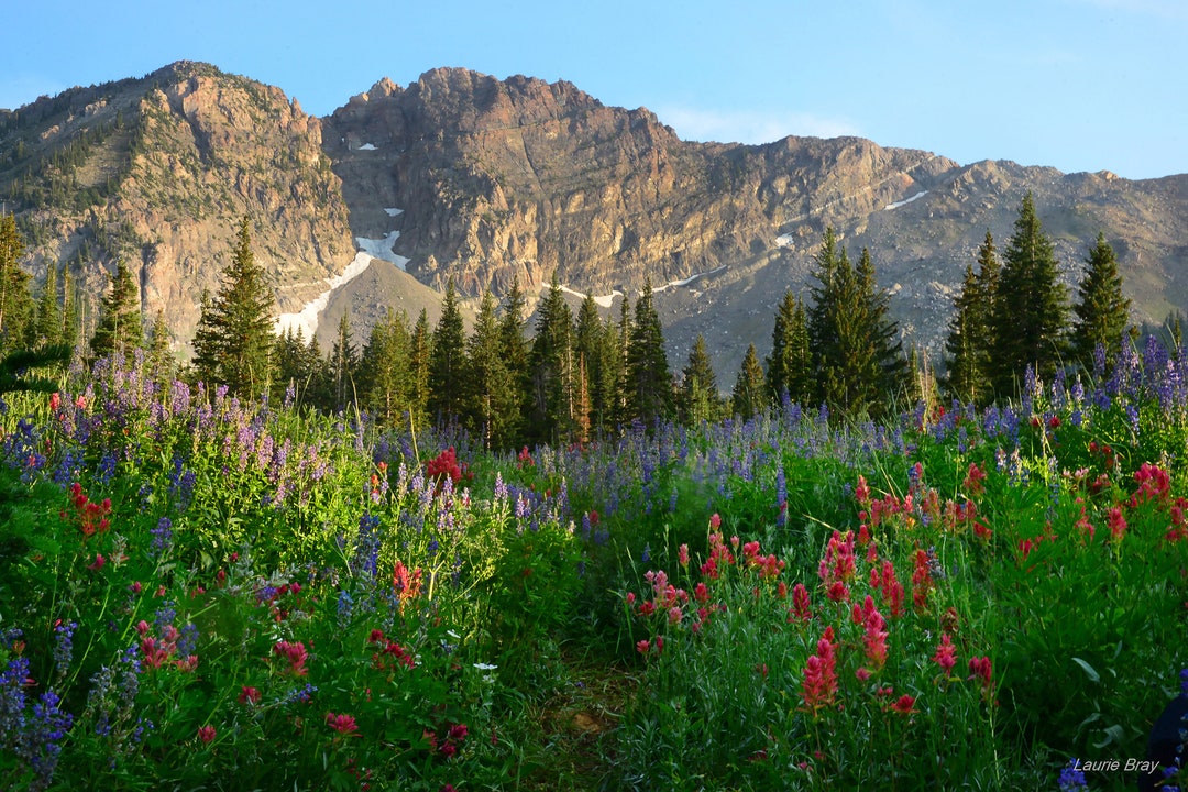 Devil's Castle, Mountains, Wildflowers, Utah Photography, Landscape