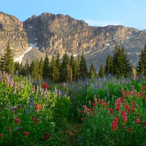 May include: A field of purple and red wildflowers in front of a mountain range. The wildflowers are in bloom and the mountain range is in the background.