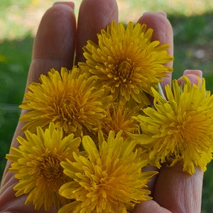 Organic dried Dandilion Flowers