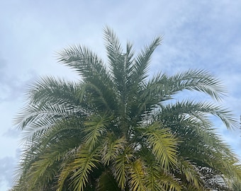 Date Palm seedlings Phoenix sylvestris