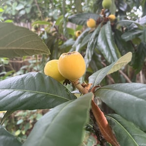 Graines de néflierre - Graines de prunier du Japon
