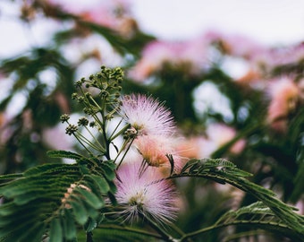 Persian Silk Tree Etsy Persian Silk Tree Etsy