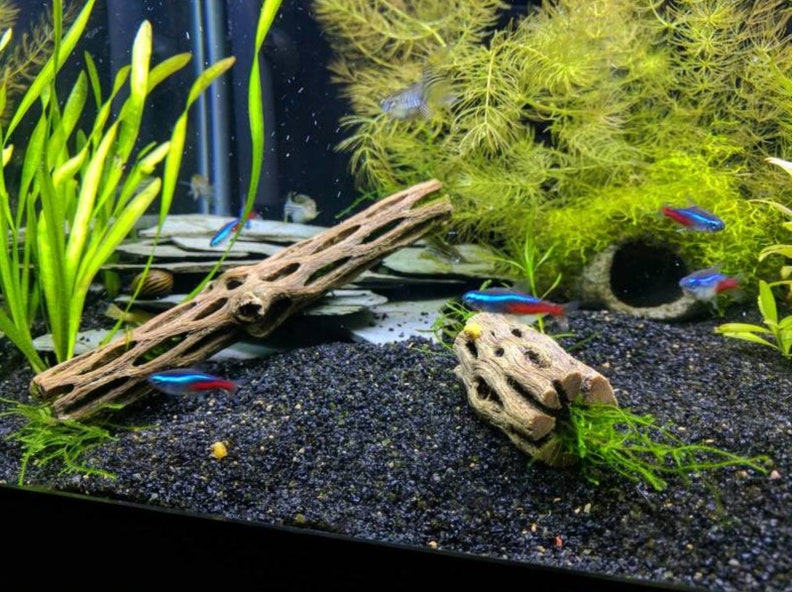 Natural Cholla Wood Pet Furniture Cholla Cactus Aquarium Etsy