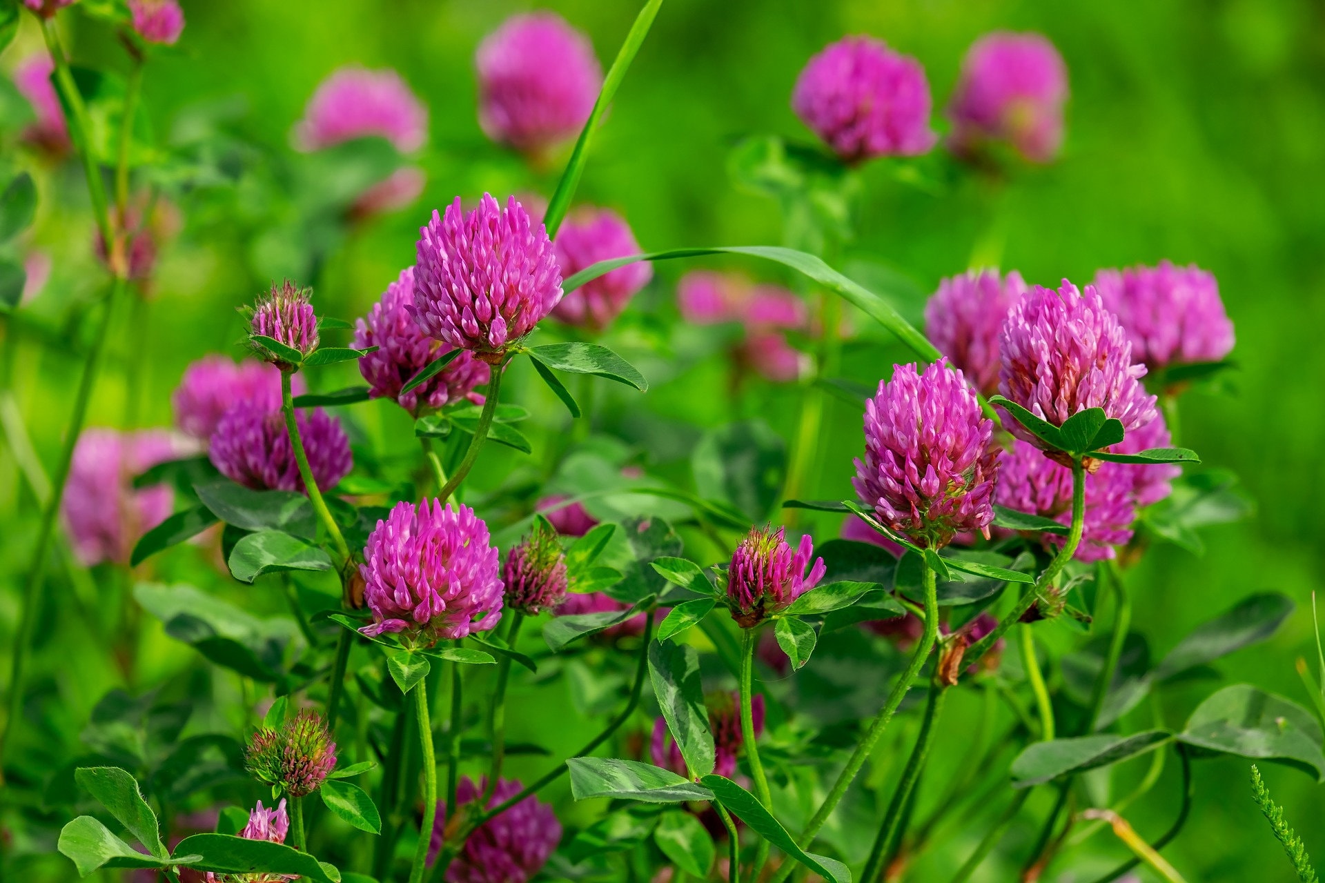 Roter Klee Wild Crafted in Colorado Trifolium Pratense Etsy