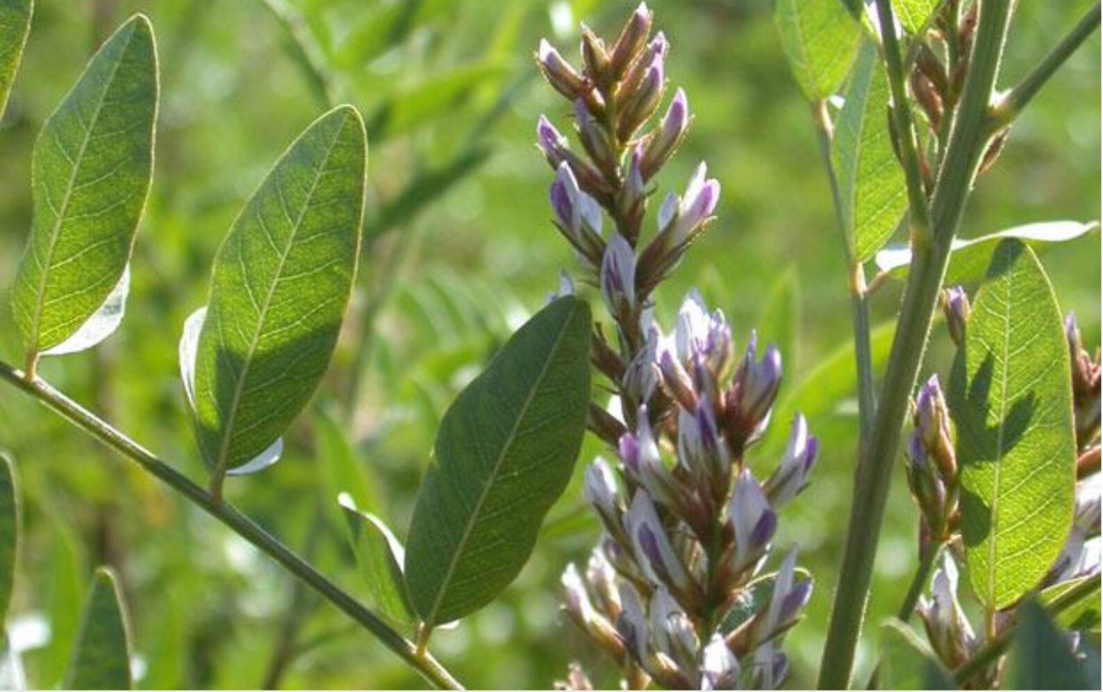Licorice Root Glycyrrhiza glabra L. Turkish Licorice Etsy