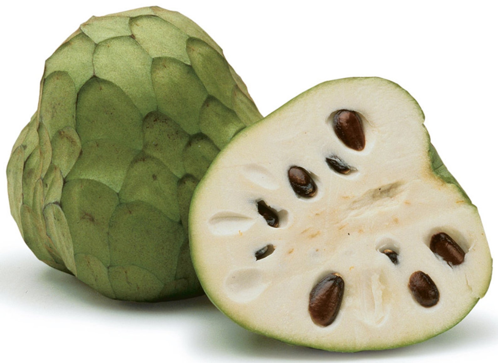 Tropical Fruit Tree Trio Seed Gift Set SourSop Cherimoya Etsy