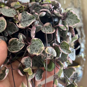 Variegated String of Hearts Cutting - Iconic Vining plant - Rare Rosary Plant - Ceropegia Woodii Variegata