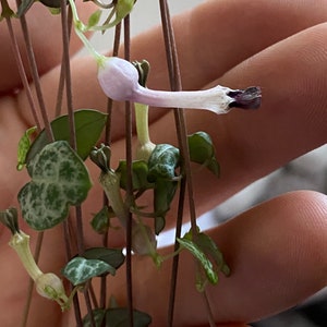 String of Hearts Cutting - Iconic Vining plant - Rosary Plant - Ceropegia Woodii