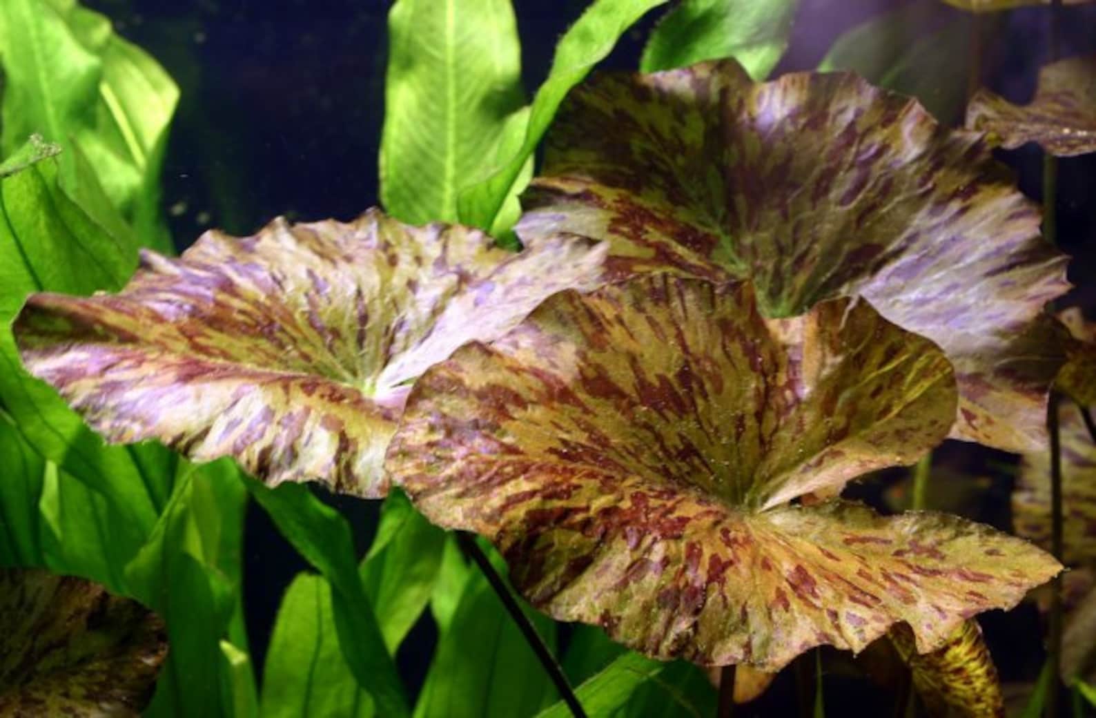 Red tiger lotus plant