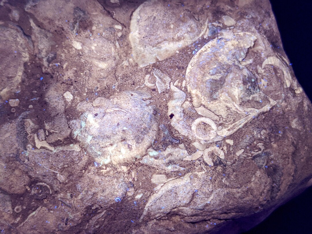 Lake Superior Fossils EXTREMELY LARGE Marine Life Fossilized Etsy