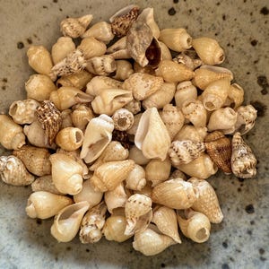 May include: A collection of small seashells in various shapes and sizes, with a mix of tan, cream, and brown hues. Some shells have intricate patterns and textures, creating a natural, coastal aesthetic. The shells are clustered together, suggesting a beach or ocean theme.