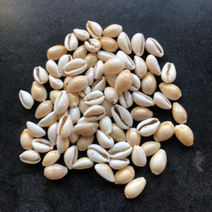May include: A pile of white and cream-colored cowrie shells. The shells are smooth and have a natural shine.