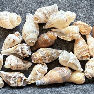 May include: A collection of various seashells in shades of cream, tan, and brown. The shells vary in size and shape, with spiral and conical forms. Some shells have textured surfaces and natural patterns. The shells are arranged on a gray surface.