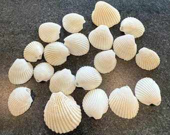 May include: A collection of white seashells with ribbed textures. The shells are arranged on a dark gray surface, showcasing their natural, organic shapes. The shells vary in size and are a creamy white color.