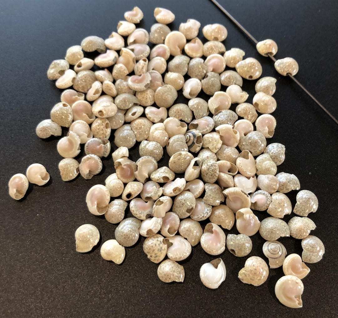 Pink Snail Shell Beads 125 Tiny Snail Shell Off-White and Pink Assorted Crafting/Jewelry ...