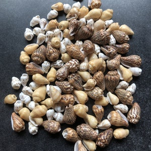 May include: A collection of small, white, brown, and tan seashells. The shells are all different shapes and sizes, and some have brown markings.
