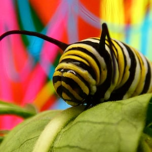 Monarch Caterpillar Colorful Photography Print
