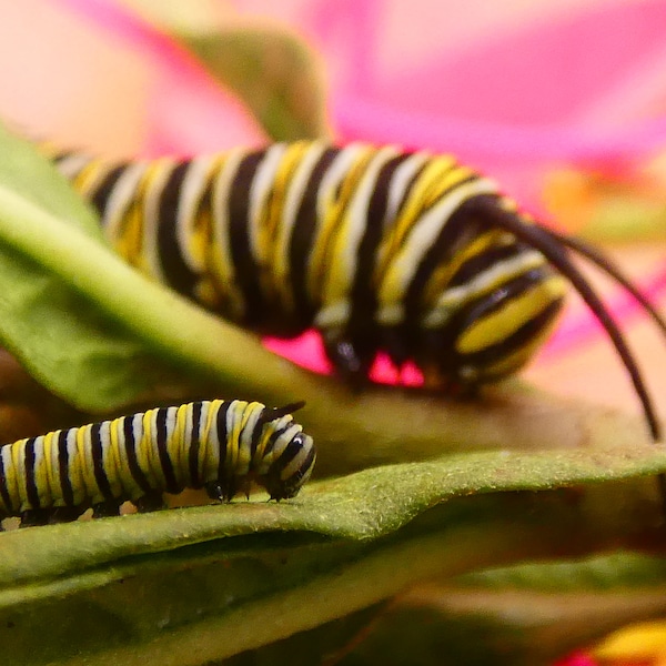 Monarch Caterpillars Colorful Photography Print