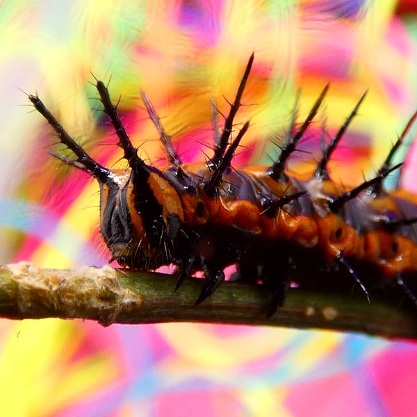 Gulf Fritillary Caterpillar Colorful Photography Print