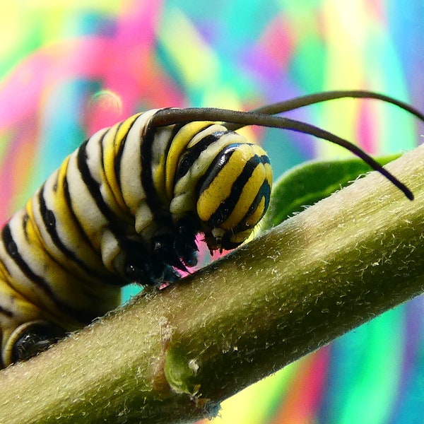 Neon Rainbow Monarch Caterpillar Photography Print