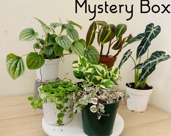 Mystery House Plant Box | 4” Box Set | Individually Wrapped