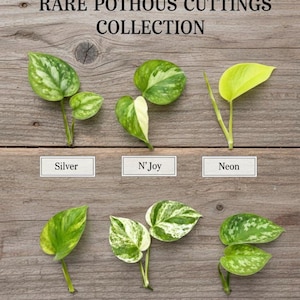 Rare Pothos Cuttings Mix 12 Cuts - Golden Pothos / Marble Queen Pothos/Satin Pothos / Silver Pothos/Njoy /Neon UNROOTED Single node cuttings