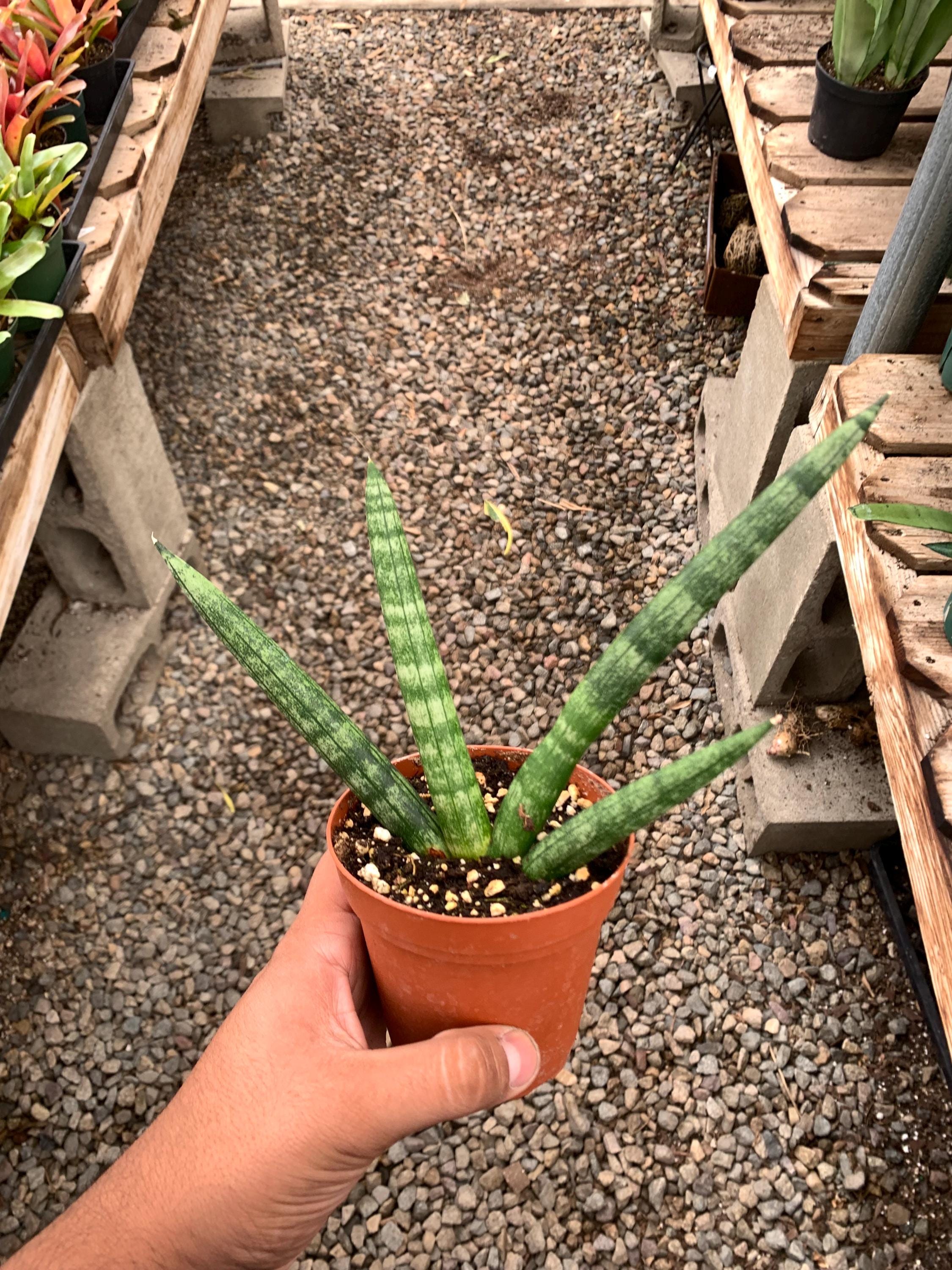 san pedro cactus preparation Trichocereus Pachanoi San Pedro Cactus