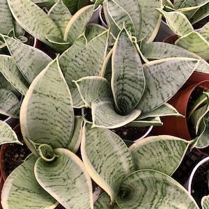 Sansevieria 4” Silver Star - Birds Nest Snake Plant