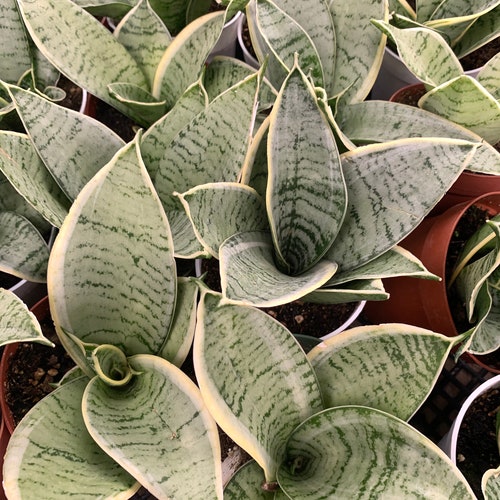 snakes plants 7-10FT Green Snake Plant  Dahing Plants