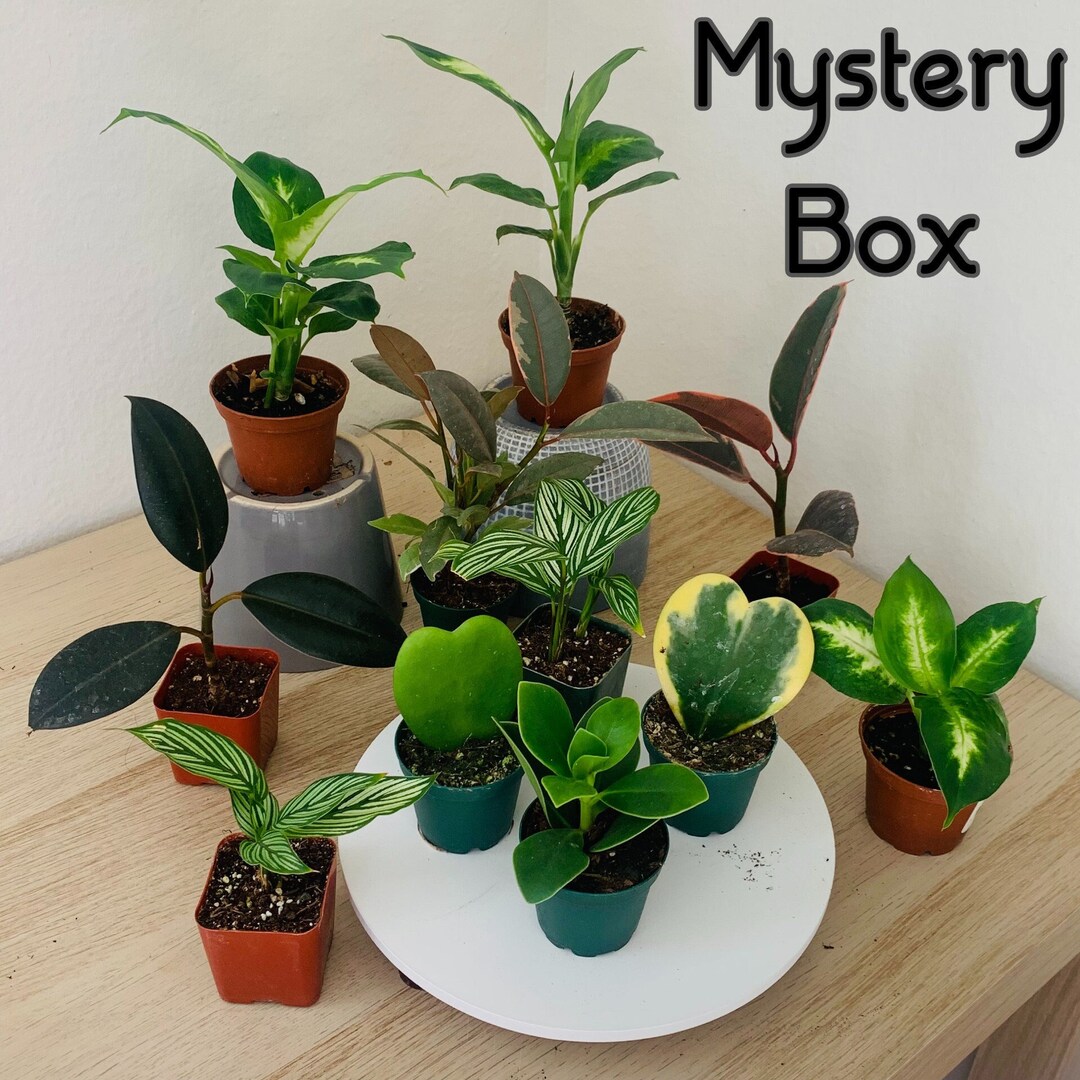 Mystery House Plant Box 2 Box Set Individually Wrapped Etsy
