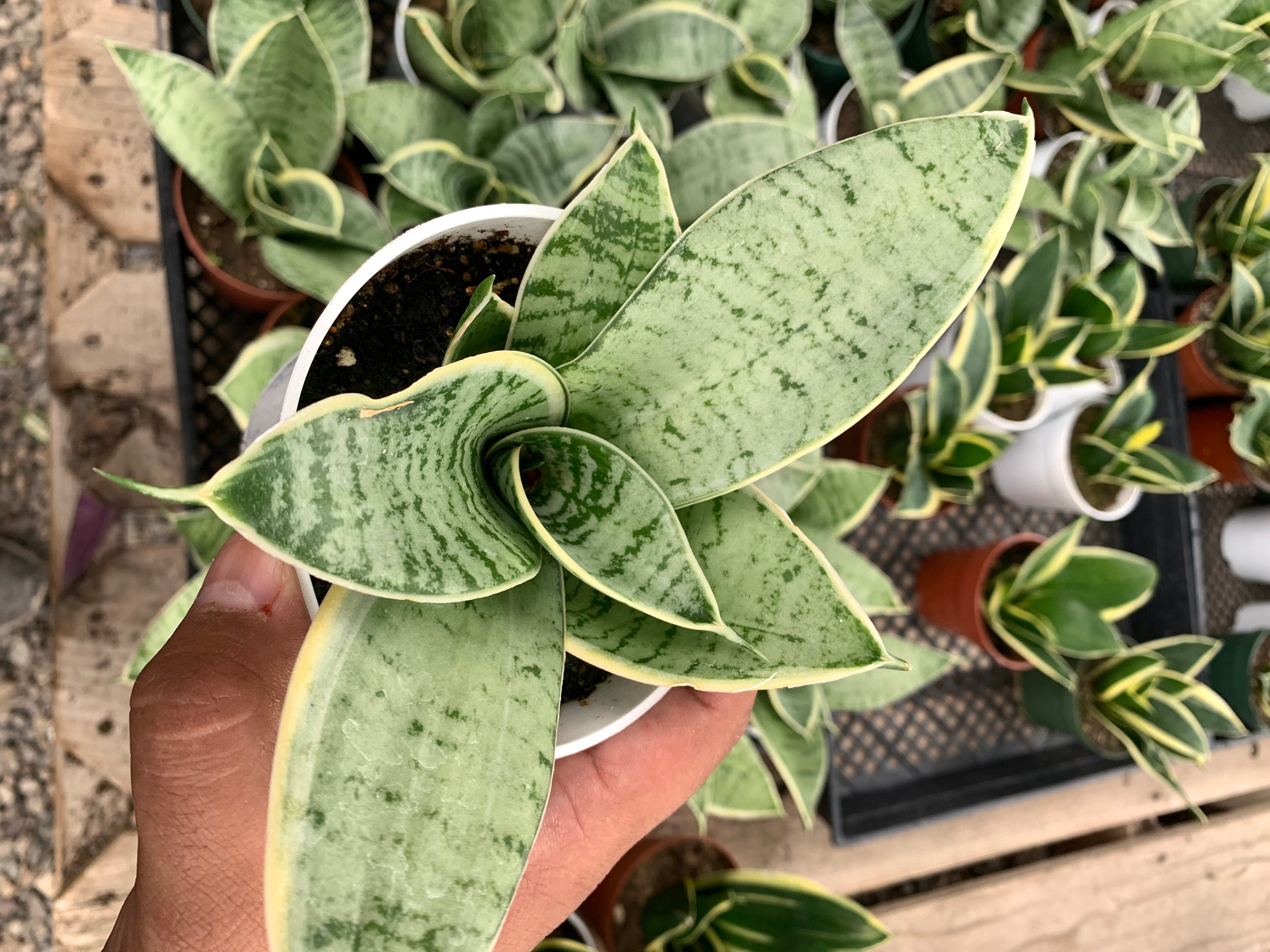 Sansevieria Silver Star - Birds Nest Snake Plant - Etsy