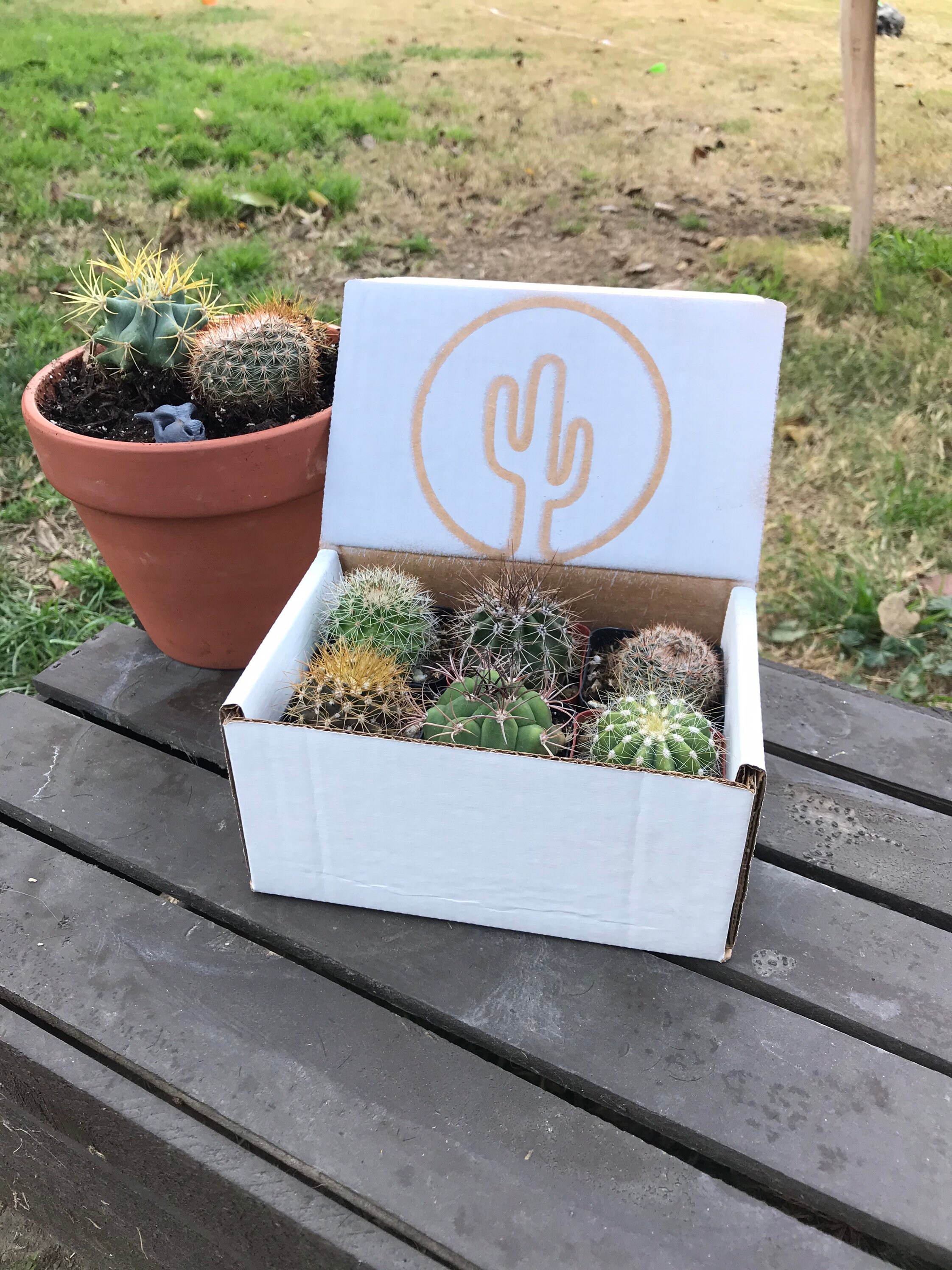 What Is A Cactus Box? : 6 Ways to Grow Cactus in Containers – ASVBLE